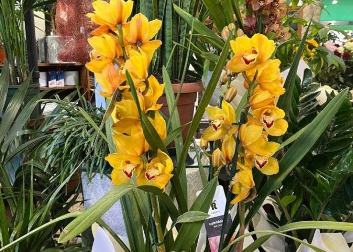 Orchidea Cymbidium vendita Online (2)